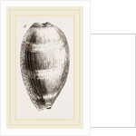 Young Cowry by Anonymous