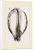 Map Cowry by Anonymous