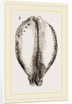 Map Cowry by Anonymous