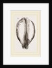 Map Cowry by Anonymous
