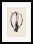 Map Cowry by Anonymous