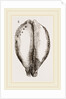 Map Cowry by Anonymous