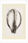 Map Cowry by Anonymous