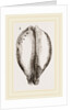 Map Cowry by Anonymous
