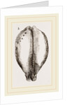 Map Cowry by Anonymous