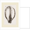 Map Cowry by Anonymous