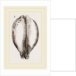 Map Cowry by Anonymous