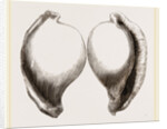 Common Poached-Egg by Anonymous