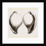 Common Poached-Egg by Anonymous