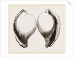 Common Poached-Egg by Anonymous