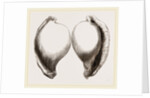 Common Poached-Egg by Anonymous