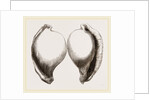 Common Poached-Egg by Anonymous