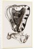 Tuberose Cassis and Mollusk of C. sulcata by Anonymous
