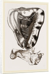 Tuberose Cassis and Mollusk of C. sulcata by Anonymous