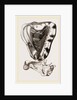 Tuberose Cassis and Mollusk of C. sulcata by Anonymous