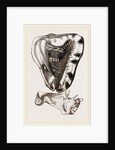 Tuberose Cassis and Mollusk of C. sulcata by Anonymous