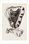 Tuberose Cassis and Mollusk of C. sulcata by Anonymous