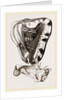 Tuberose Cassis and Mollusk of C. sulcata by Anonymous