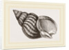 Waved Whelk by Anonymous
