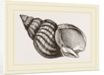 Waved Whelk by Anonymous