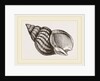 Waved Whelk by Anonymous