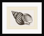 Waved Whelk by Anonymous