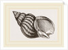 Waved Whelk by Anonymous