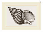 Waved Whelk by Anonymous