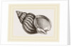 Waved Whelk by Anonymous