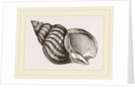 Waved Whelk by Anonymous