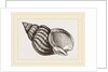 Waved Whelk by Anonymous