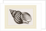 Waved Whelk by Anonymous