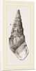 Madagascar Cerithium by Anonymous
