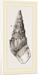 Madagascar Cerithium by Anonymous