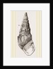 Madagascar Cerithium by Anonymous