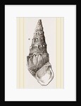 Madagascar Cerithium by Anonymous