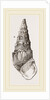 Madagascar Cerithium by Anonymous