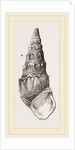 Madagascar Cerithium by Anonymous