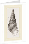 Madagascar Cerithium by Anonymous