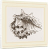 Spinous Ricinula by Anonymous