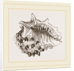Spinous Ricinula by Anonymous