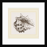 Spinous Ricinula by Anonymous