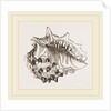 Spinous Ricinula by Anonymous