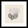 Marsh Cerithium and Animal of C Telescopium by Anonymous