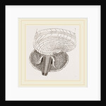 Marsh Cerithium and Animal of C Telescopium by Anonymous