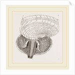 Marsh Cerithium and Animal of C Telescopium by Anonymous