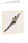 Distaff Fusus by Anonymous