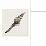 Distaff Fusus by Anonymous