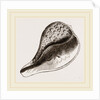 Fig like Pyrula by Anonymous