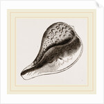 Fig like Pyrula by Anonymous
